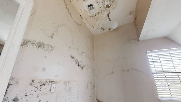 Best Residential Mold Inspection & Testing  in Weissport East, PA
