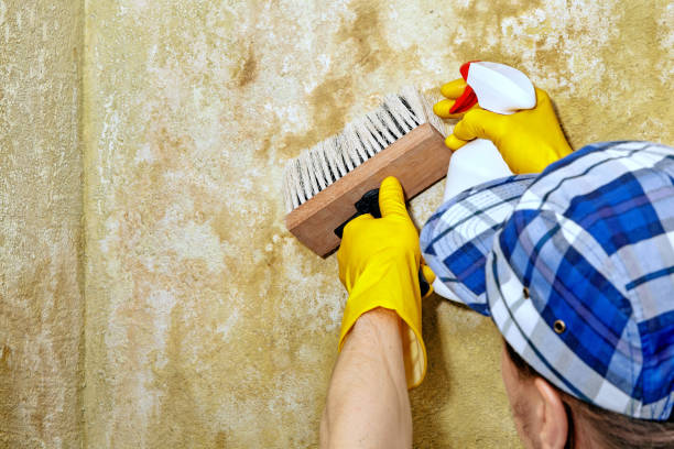 Professional Mold Removal in Weissport East, PA