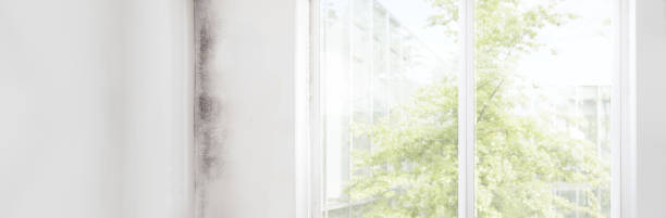 Best Mold Prevention Services  in Weissport East, PA